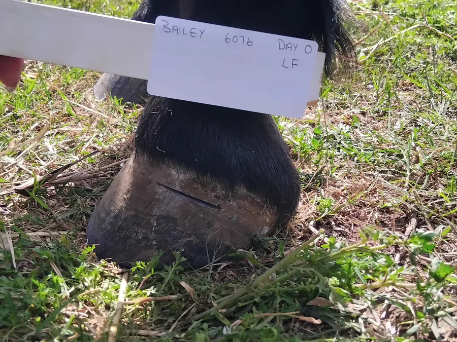 Bailey left front hoof Day 0