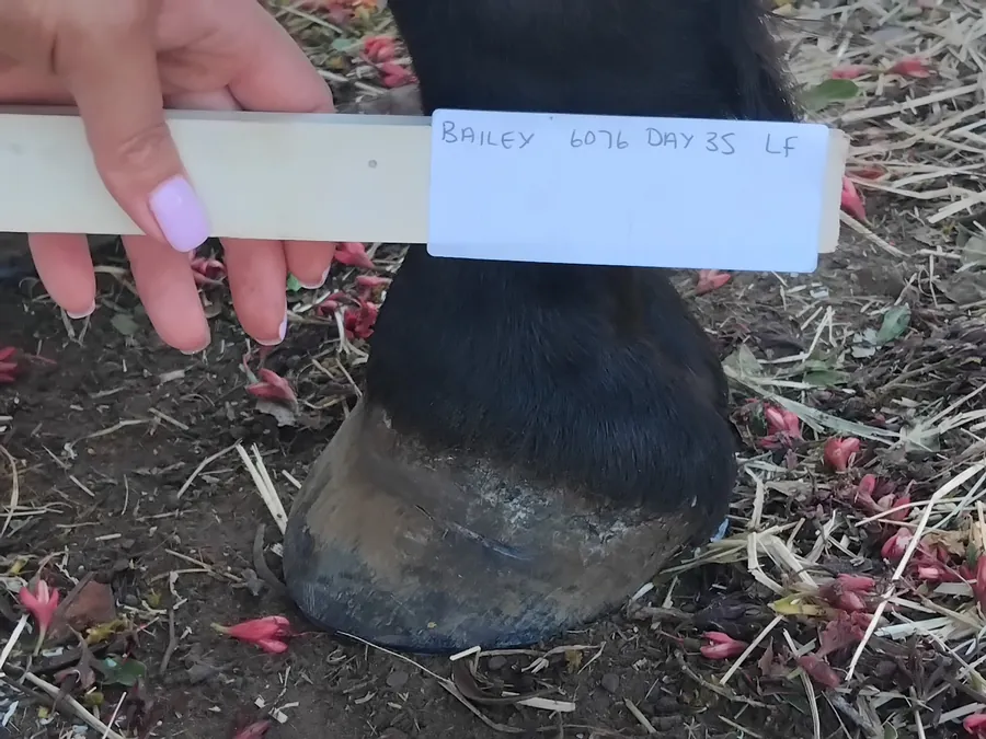 Bailey left front hoof Day 35