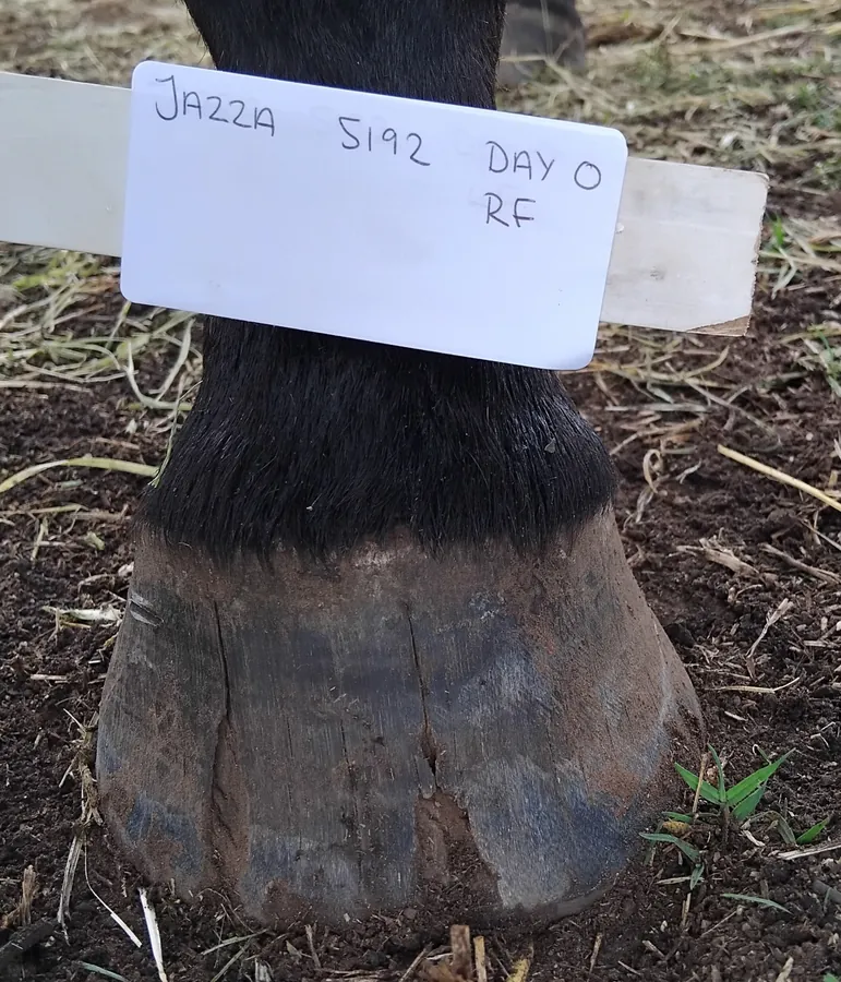 Jazza right front hoof Day 0