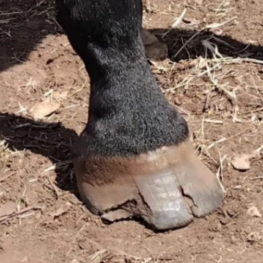 Jazza right front hoof Day 14