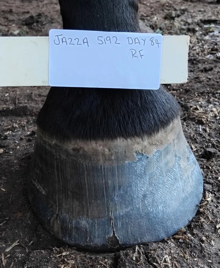 Jazza right front hoof Day 84