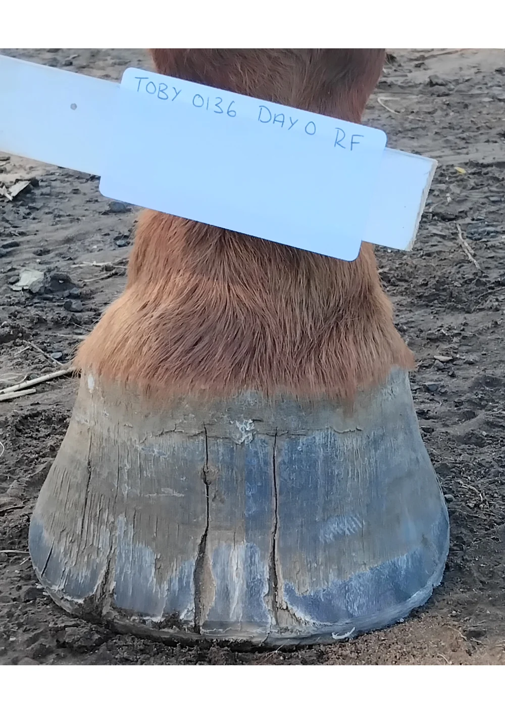 Toby right front hoof Day 0