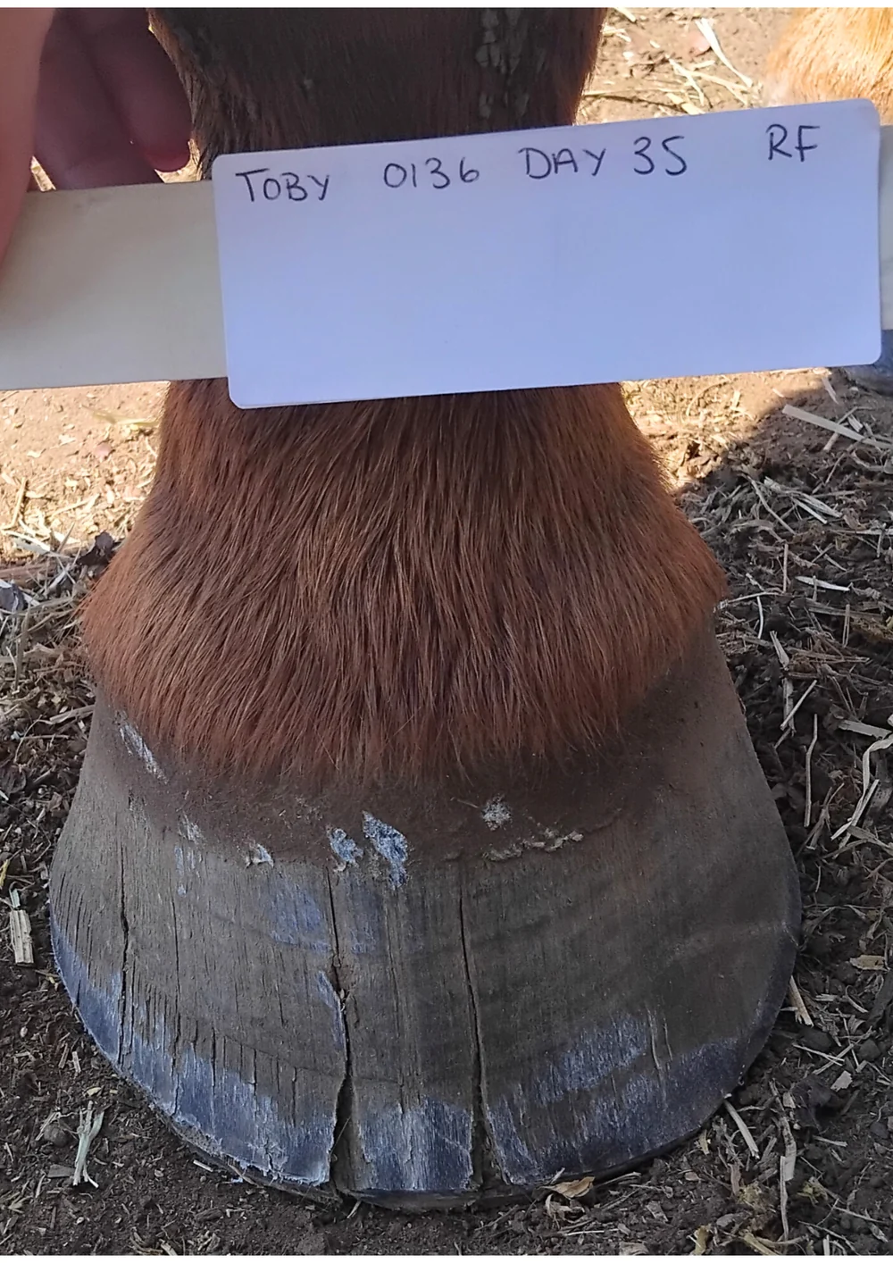Toby right front hoof Day 35