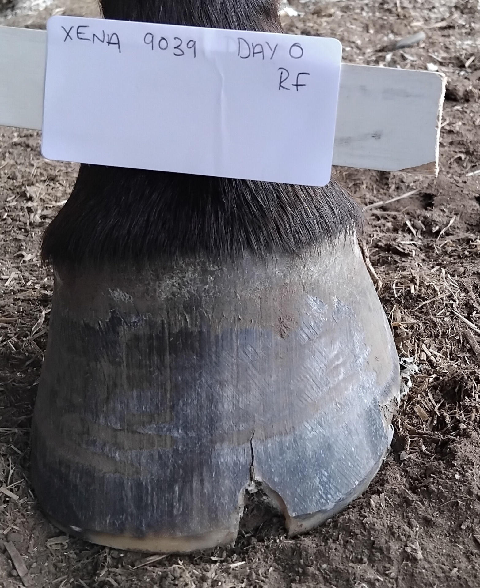 Xena right front hoof Day 0