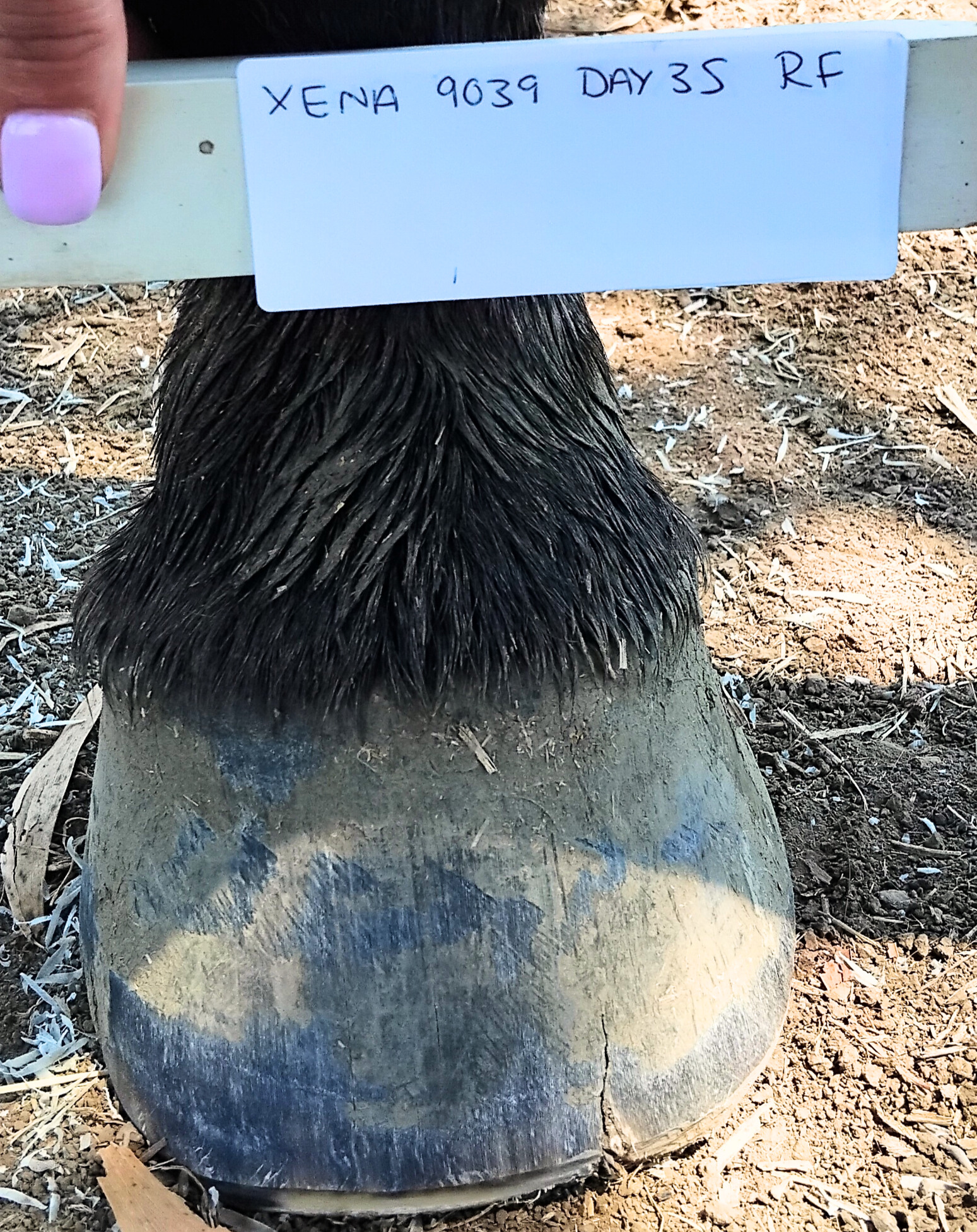 Xena right front hoof Day 35